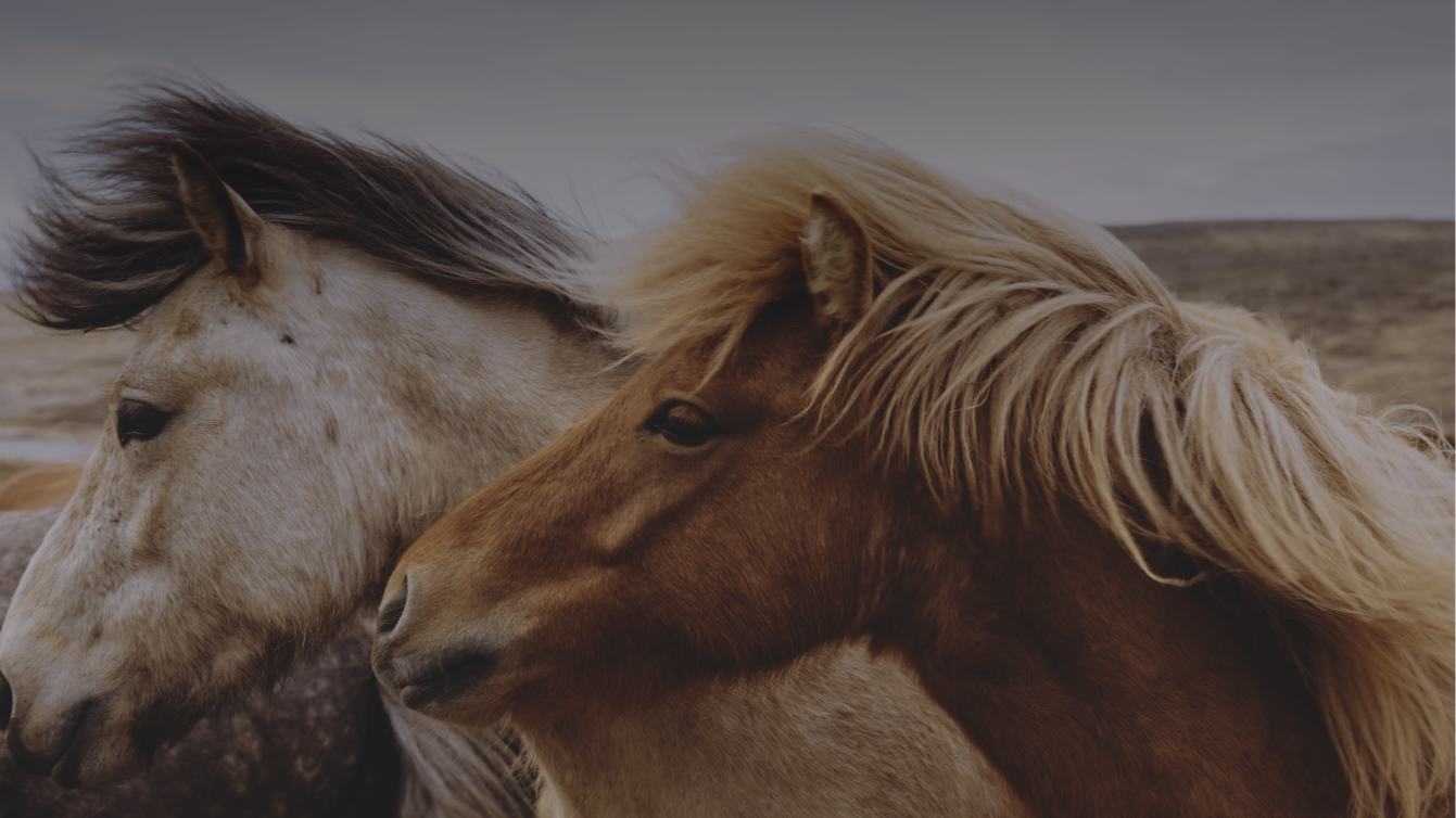Horses For Mental Health